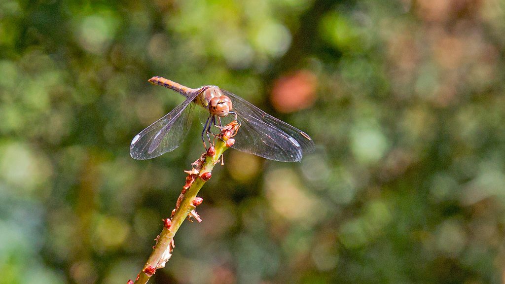 Common Darter dragonfly