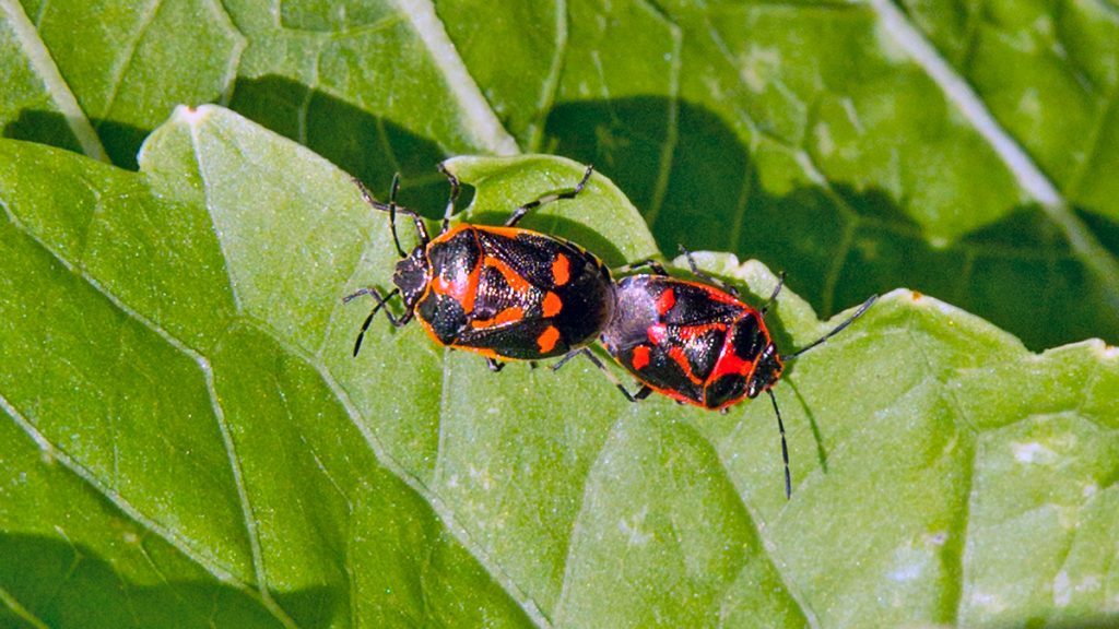 Brassica Shieldbug