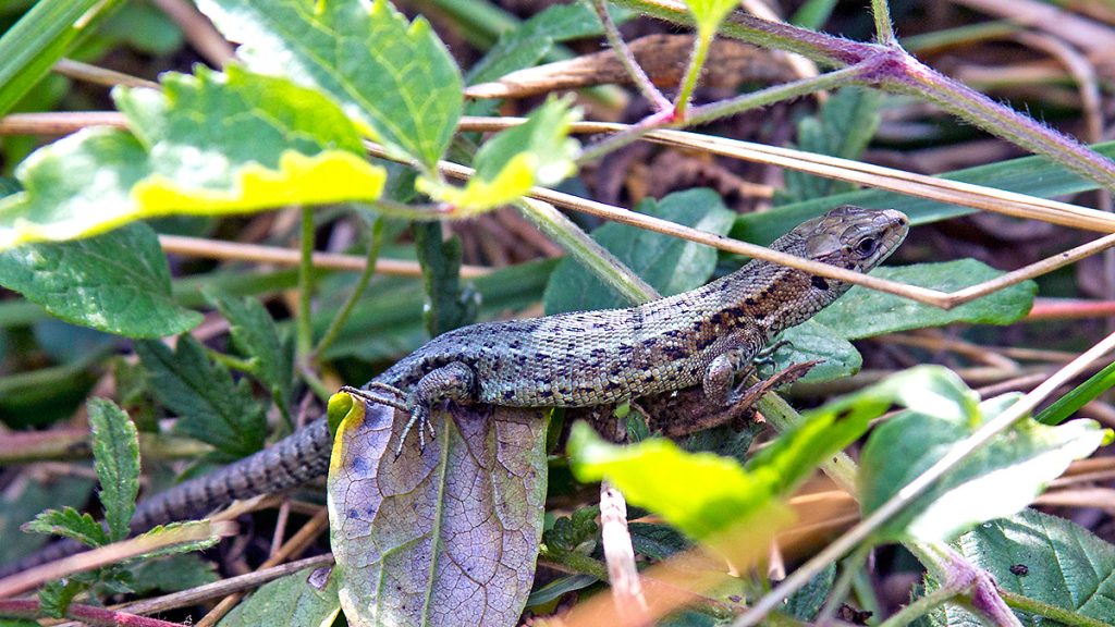 Common Lizard