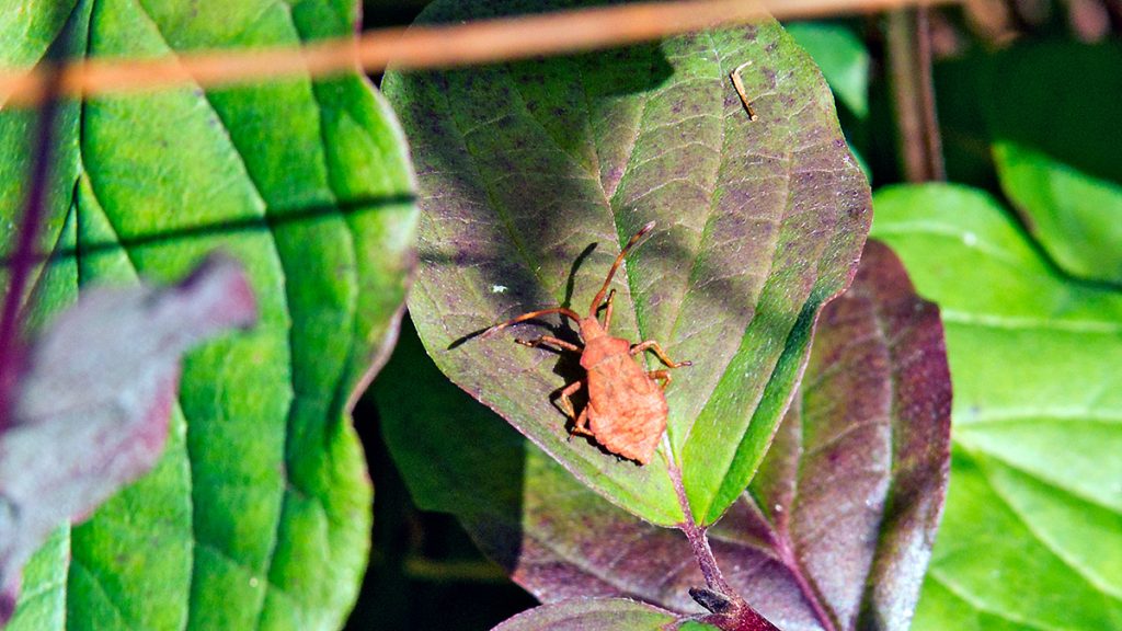 Dock Bug