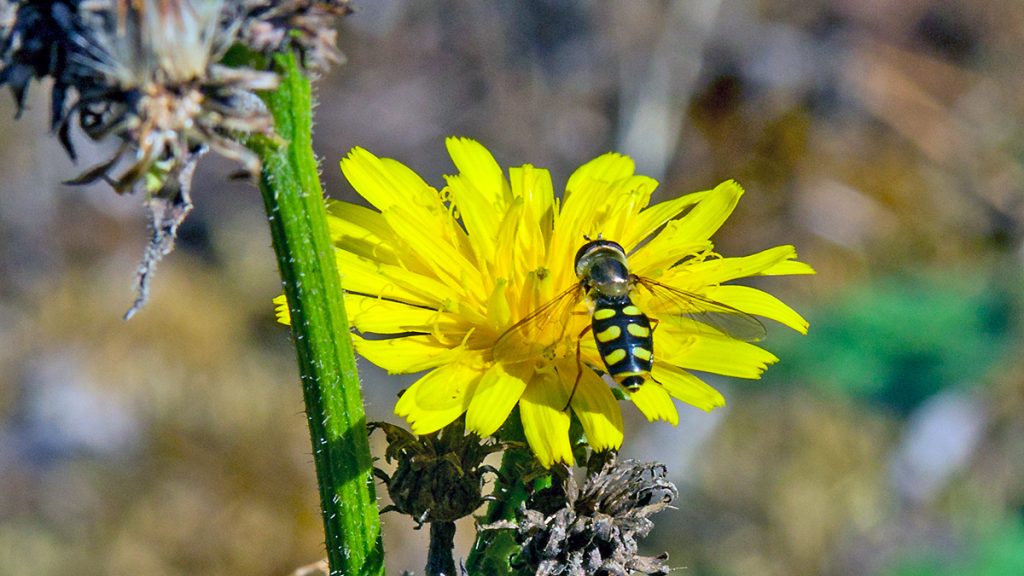 Black-tailed Aphideater hoverfly