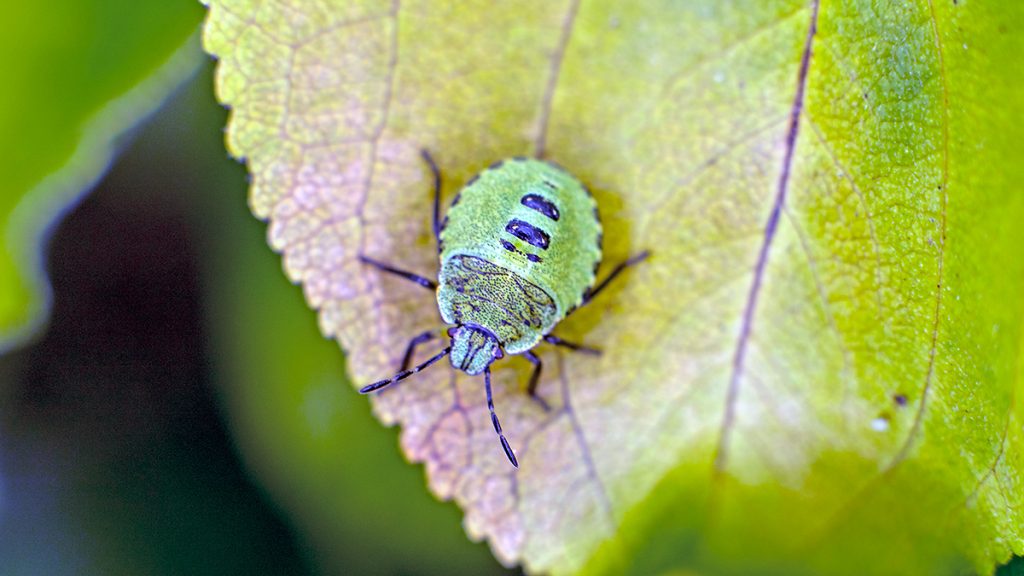 Green Shieldbug