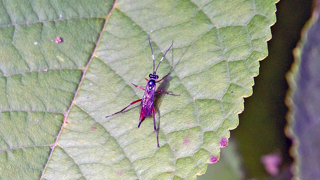female ichneumon wasp