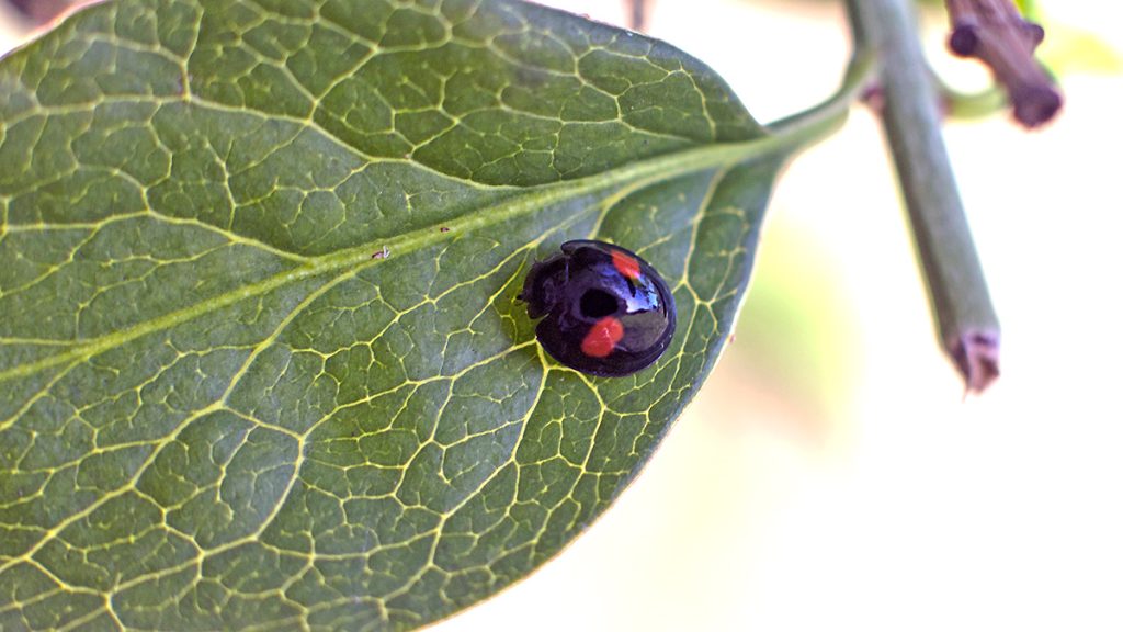 Kidney-spot Ladybird