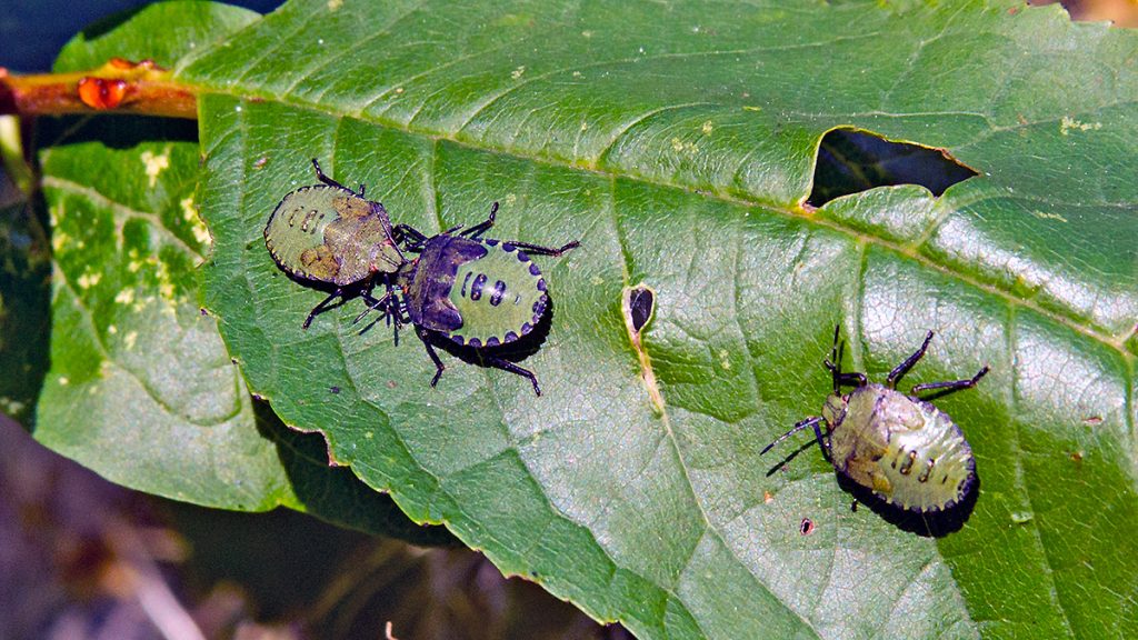 Green Shieldbug