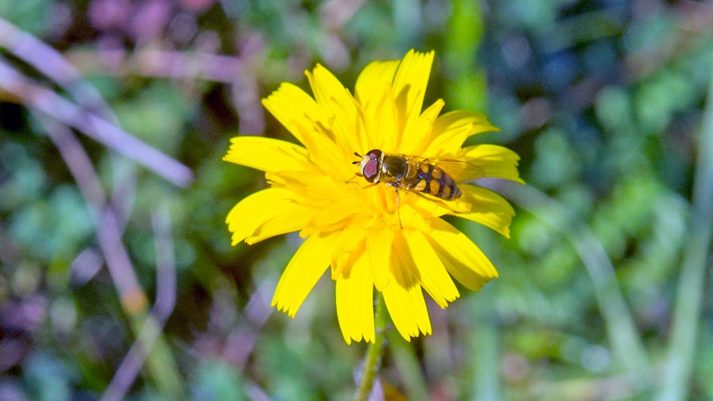 Migrant Hoverfly