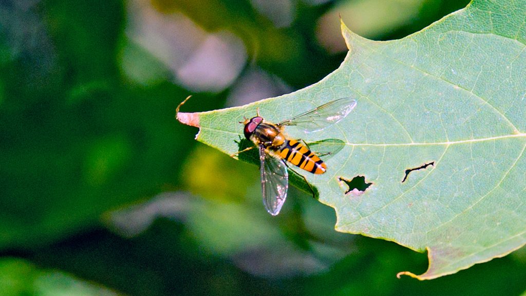 male Marmalade Hoverfly
