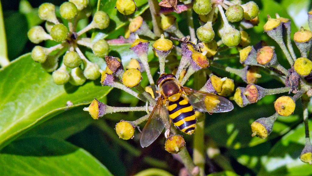 Common Banded Hoverfly on ivy flower