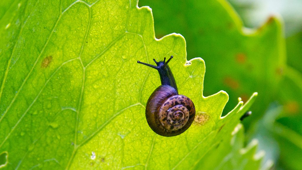 Strawberry Snail